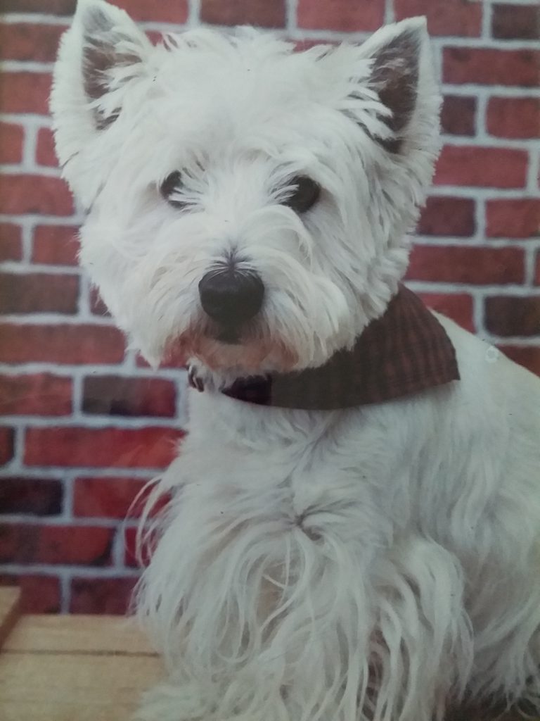 Un chien fraîchement toiletté chez Nuts C'Ouaf